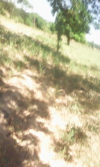 Parkia biglobosa