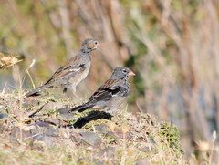 Rhopospina fruticeti