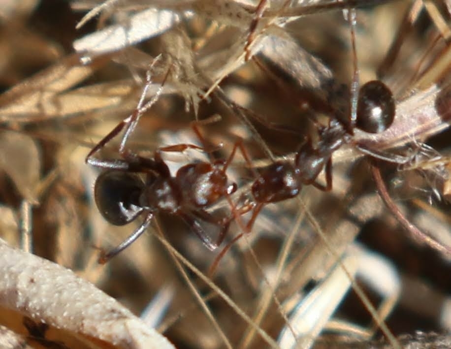 Formica gnava