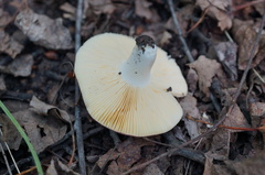 Russula alutacea