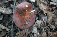Russula alutacea
