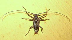 Macropophora accentifer