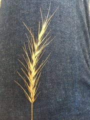 Elymus wiegandii
