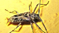 Macropophora accentifer