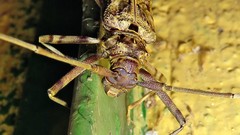 Macropophora accentifer