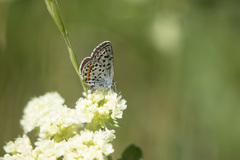 Euphilotes ancilla
