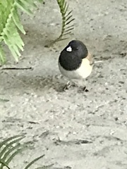 Junco hyemalis