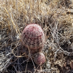 Echinocereus