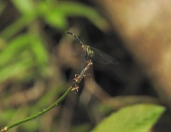 Nannophlebia eludens