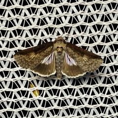 Lophoptera vittigera