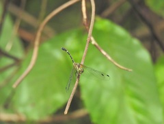 Nannophlebia eludens