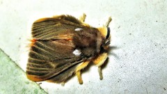 Megalopyge basalis