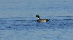 Anas platyrhynchos × acuta
