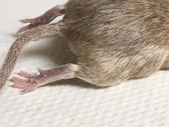 Chaetodipus penicillatus