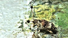 Anisocerus scopifer