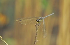 Agrionoptera longitudinalis biserialis