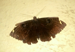 Erebus hieroglyphica