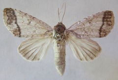 Rifargia lineata