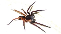 Ctenus medius