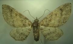 Eupithecia palpata