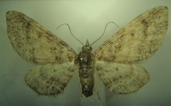 Eupithecia palpata