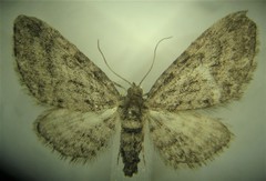 Eupithecia columbiata