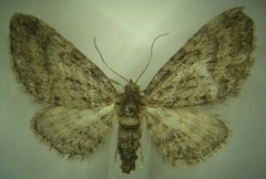 Eupithecia columbiata