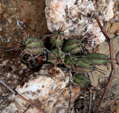 Euphorbia heptagona