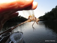 Neurocordulia yamaskanensis