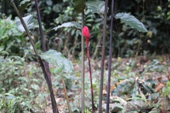 Etlingera