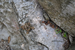 Bassariscus