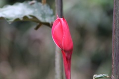 Etlingera