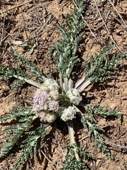 Vesper macrorhizus