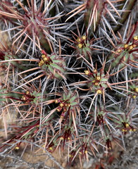 Euphorbia heptagona