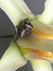 Oemethylus triangularis