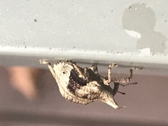 Oemethylus triangularis