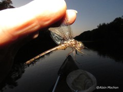 Neurocordulia yamaskanensis