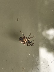 Oemethylus triangularis