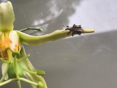 Oemethylus triangularis