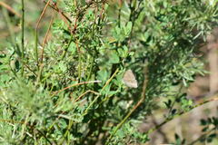 Glaucopsyche lygdamus australis