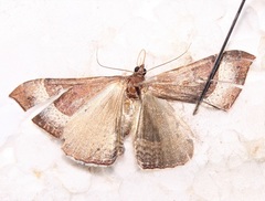 Ennada flavaria