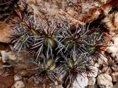 Euphorbia heptagona