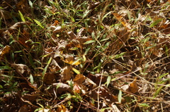 Microstegium vimineum