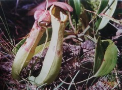 Nepenthes
