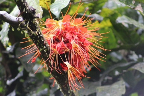 Image of Flame Tree (Brownea macrophylla) by (c) Martha Lucia Ortiz Moreno, some rights reserved (CC BY)