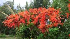 Embothrium coccineum