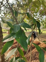 Suregada