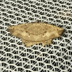 Polyacme subpulchra