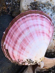 Semele rubropicta