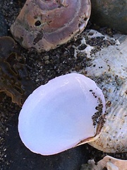 Semele rubropicta